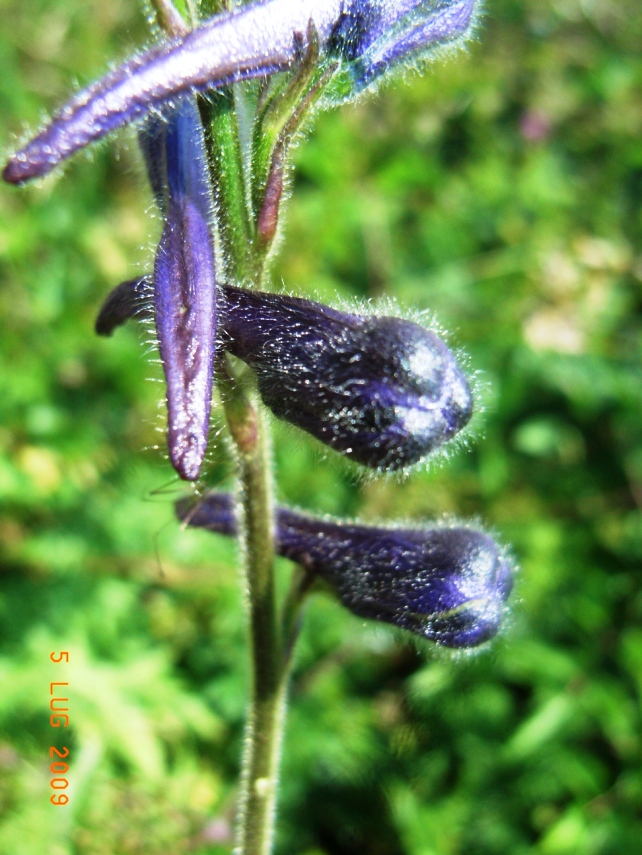 Delphinium cfr. fissum